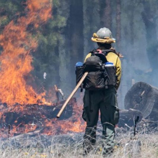 Forest Fires in AZ